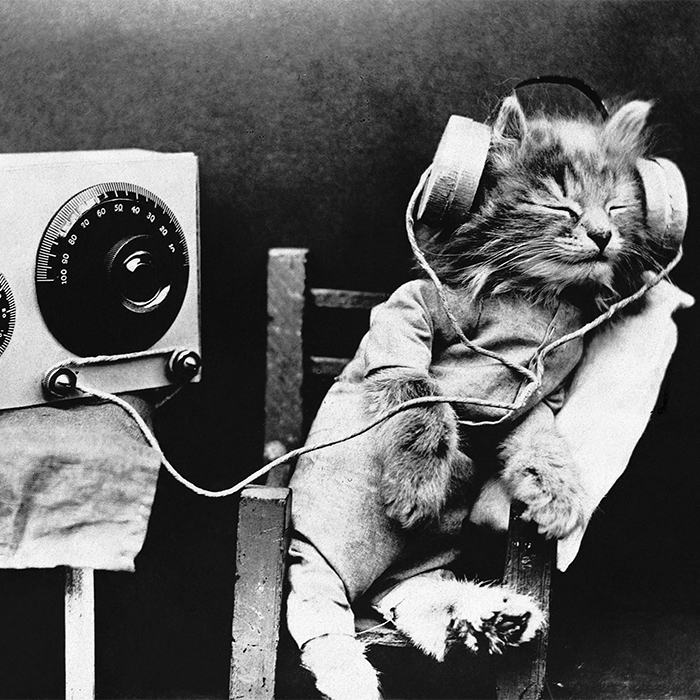 Do animals perceive music like we do?